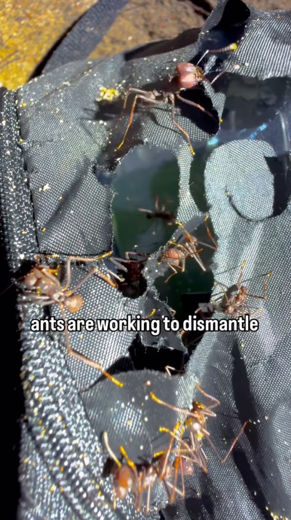 Leafcutter ants ransack Rosolie's tent.